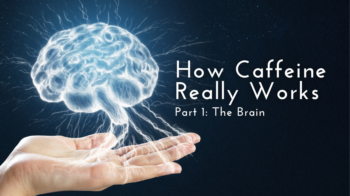 How Caffeine Really Works; Part 1: The Brain – Sol Energy